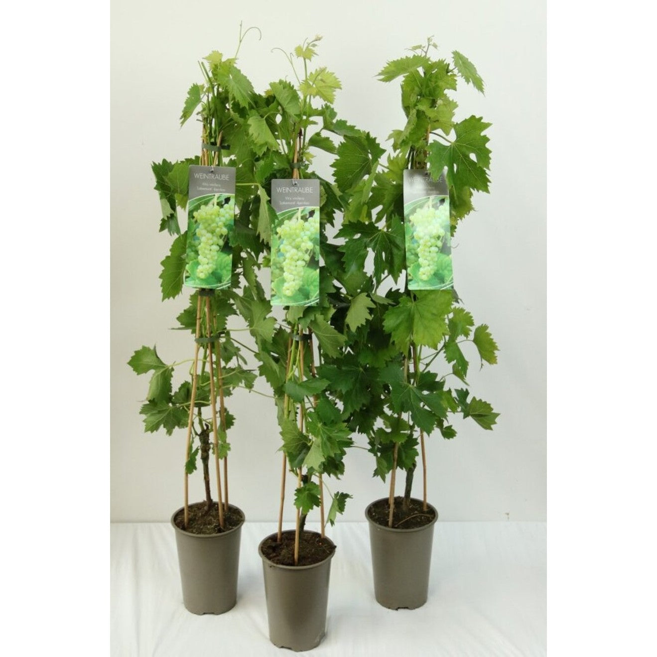 Vinranka – Vitis 'Lakemont' - C3 80-100 CM Stick