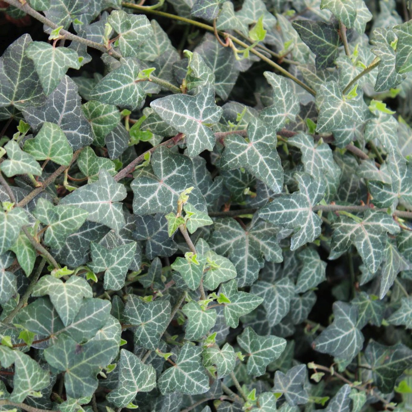 Murgröna – Hedera helix - C3 80-100 CM Stick