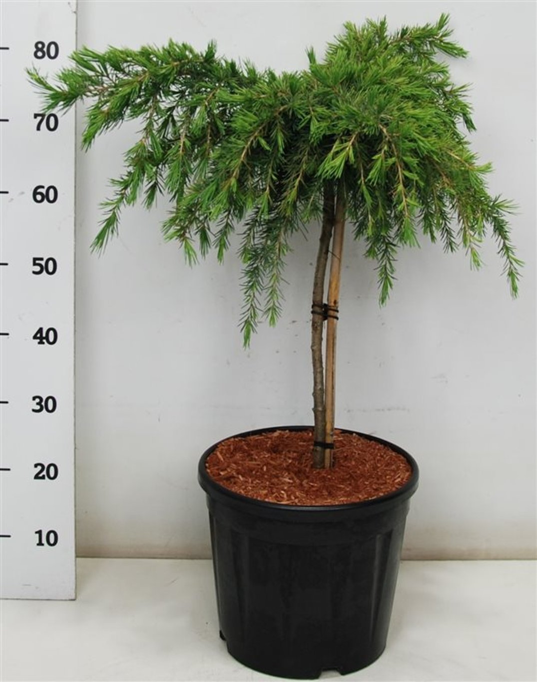 Himalayaceder – Cedrus deodara 'Feelin' Blue' - C13 40 cm. Stam