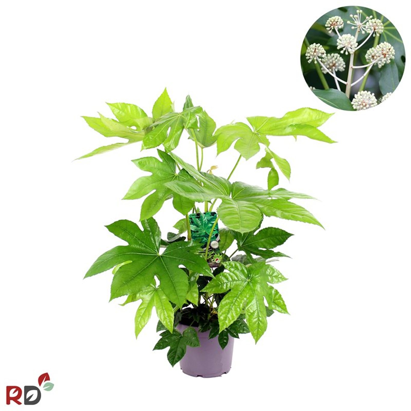 Fatsia – Fatsia japonica - C5