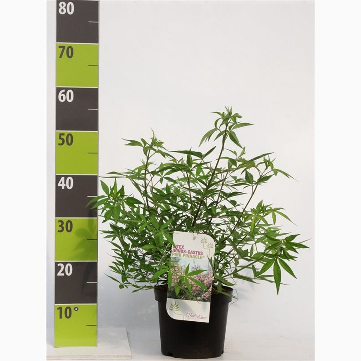 Munkpeppar – Vitex agnus-castus 'Pink Pinnacle'® - C4,6 40-60 CM