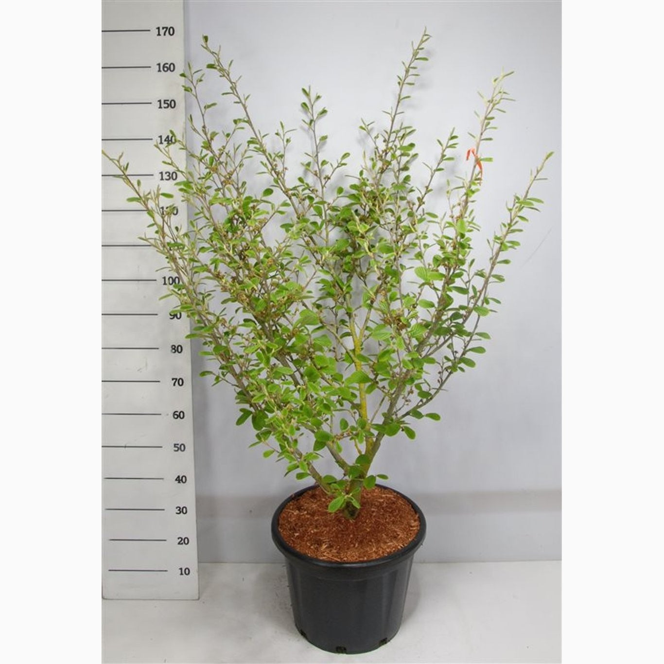 Trollhassel – Hamamelis intermedia 'Arnold Promise' - C45 125-150 CM