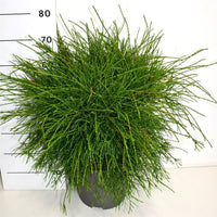 Thuja – Thuja occidentalis 'Pin Cushion' - C12 50-60 cm.