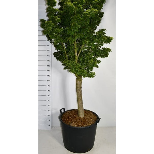 Japansk lönn – Acer palmatum 'Shishigashira' - C130 20-25 cm. Halfstam