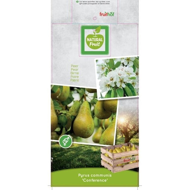 Päron – Pyrus communis &