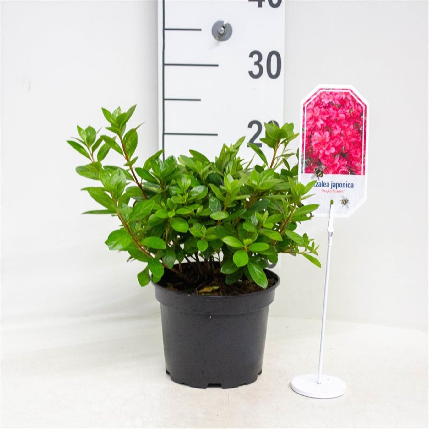 Rhododendron – Rhododendron (AJ); 'Vuyk's Scarlet' - C2 20-25 CM