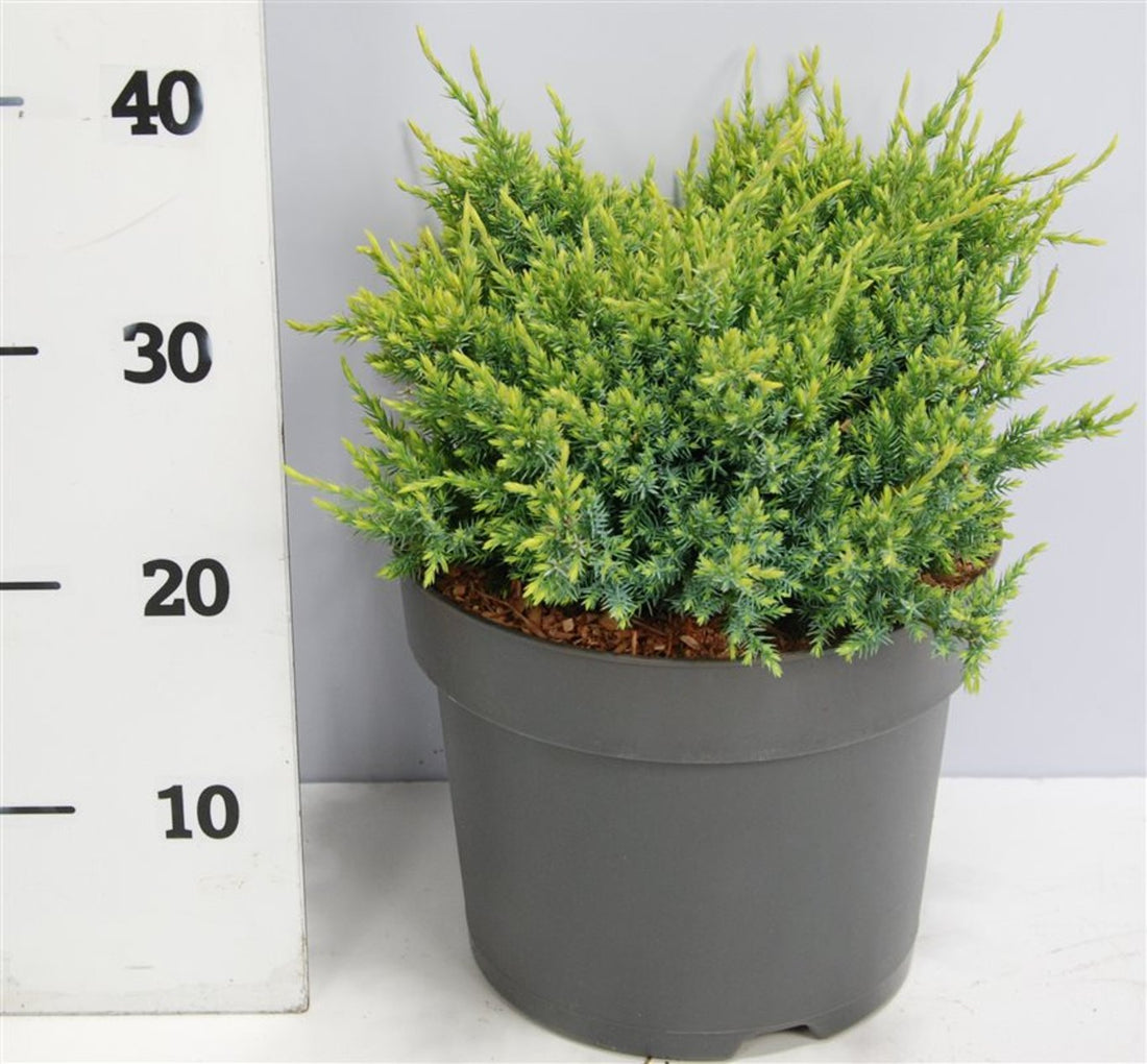 Himalaya-en – Juniperus squamata &