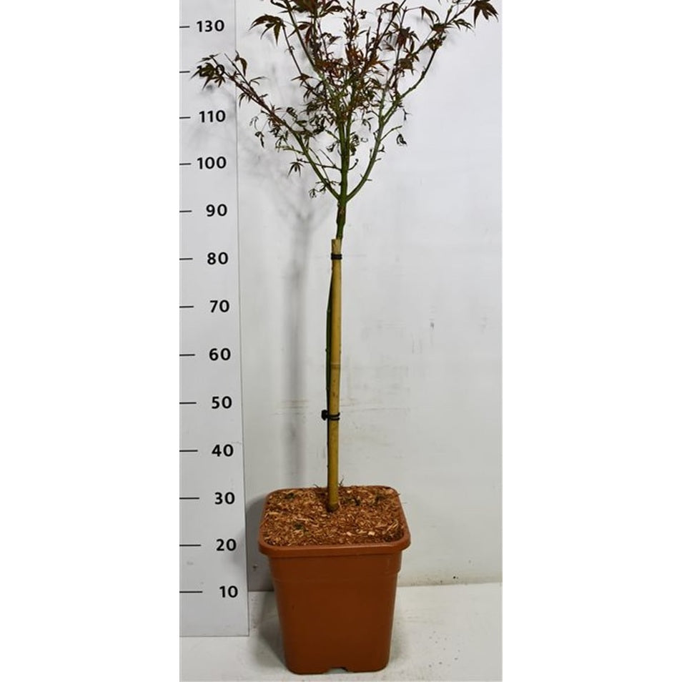 Japansk lönn – Acer palmatum 'Shaina' - C15 60 cm. Stam