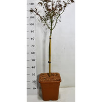 Japansk lönn – Acer palmatum 'Shaina' - C15 60 cm. Stam