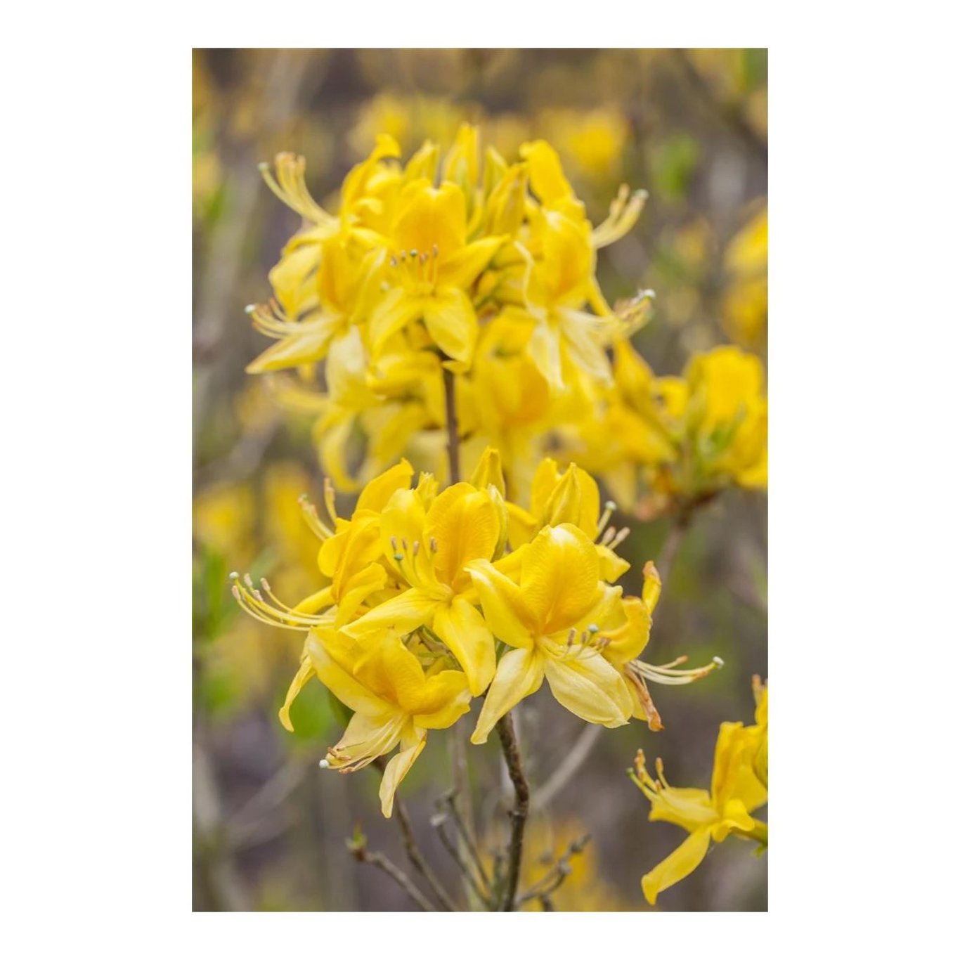 Guldazalea – Rhododendron luteum - C5 30-40 CM