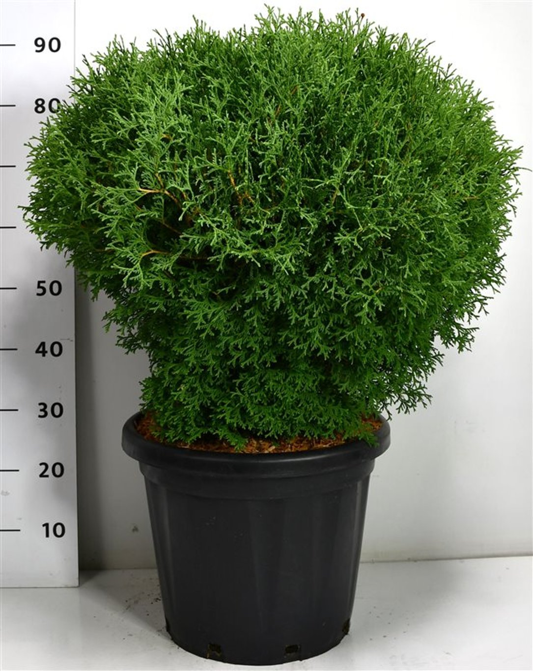 Thuja – Thuja occidentalis &