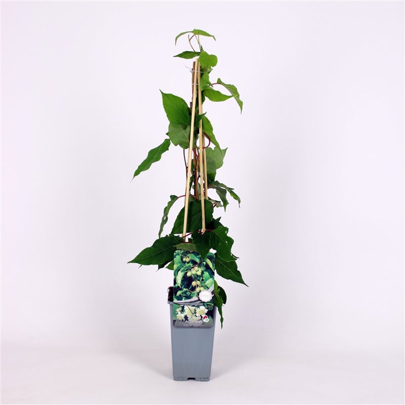 Minikiwi – Actinidia a. 'Bayern' - C2 70/+ CM