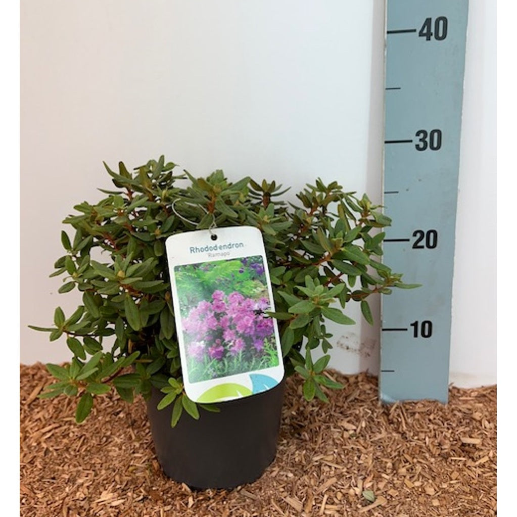 Rhododendron – Rhododendron 'Ramapo' - C2 20-25 CM