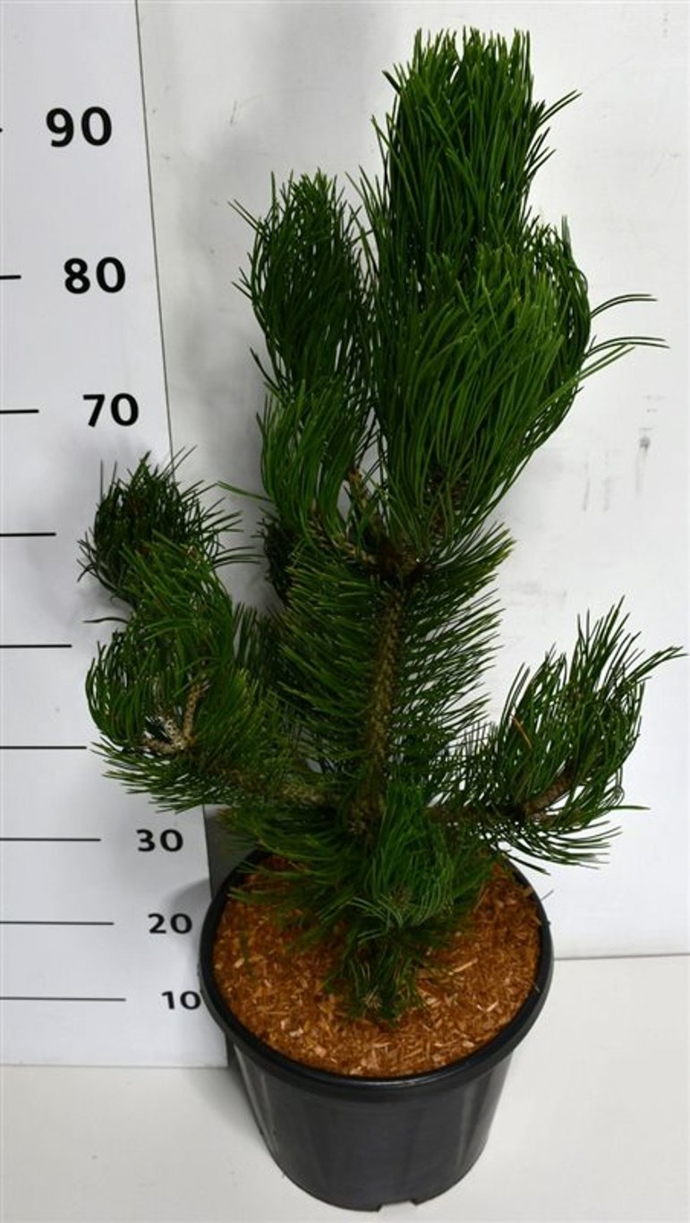 Balkantall – Pinus heldreichii &