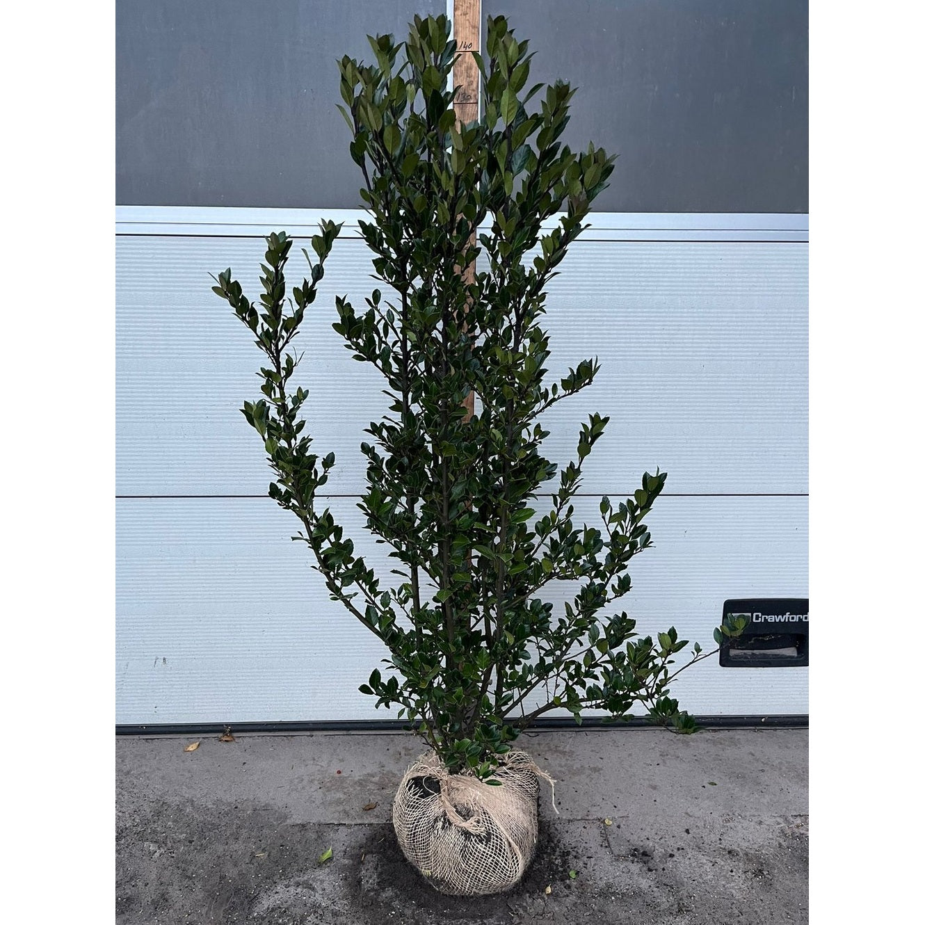 Blå järnek – Ilex meservae 'Heckenblau' - 120-140 CM RB
