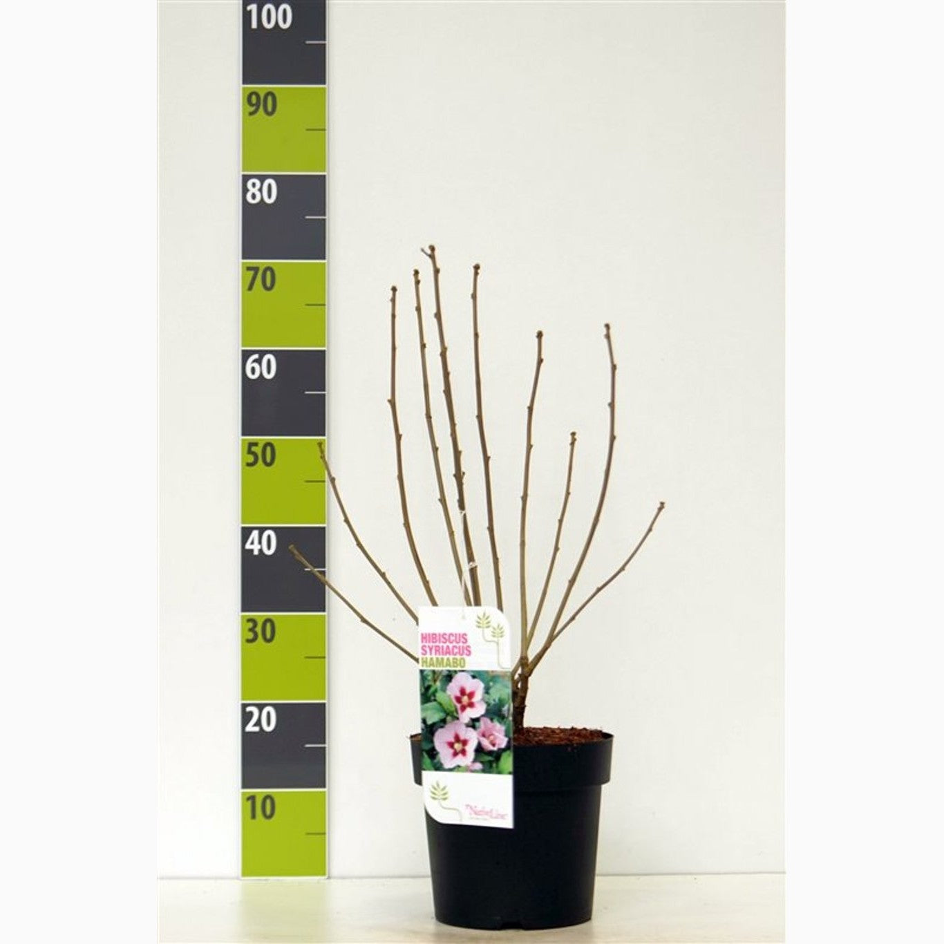 Hibiskus – Hibiscus syriacus 'Hamabo' - C4,6 50-60 CM