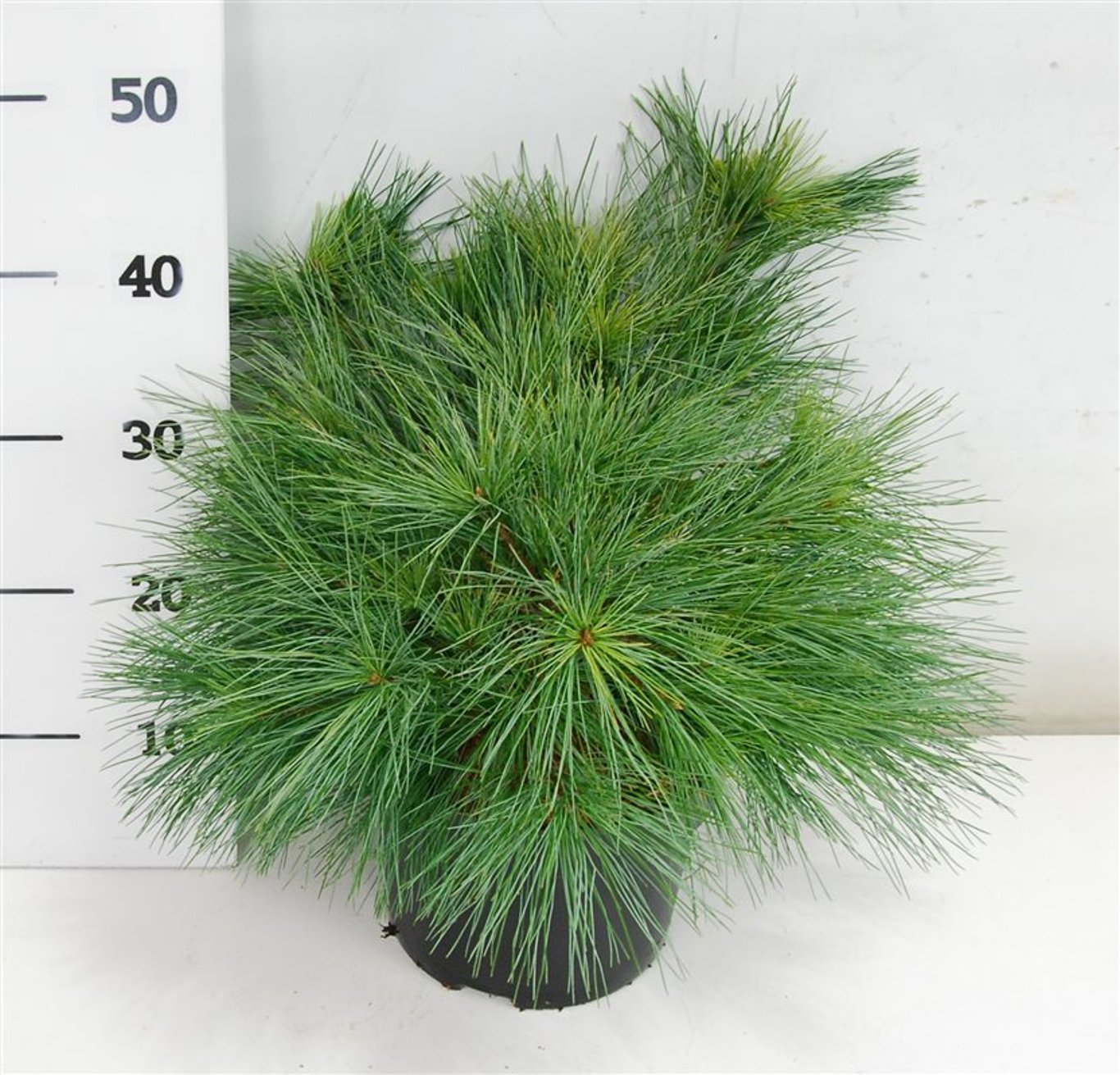 Västra vit­tall – Pinus strobus 'Blue Shag' - C5 30-40 cm.