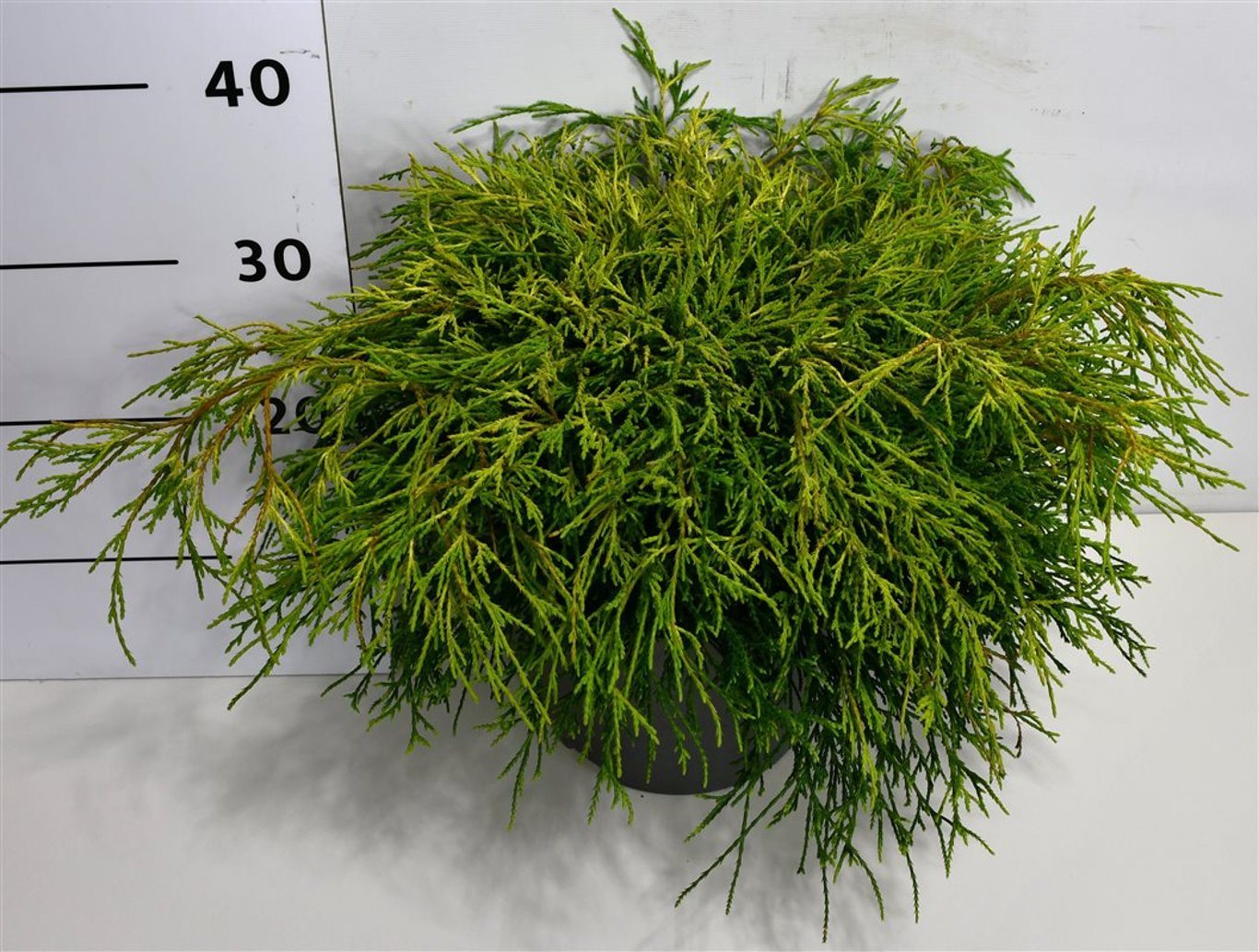 Ädelcypress – Chamaecyparis pisifera 'Sungold' - C7.5 50-60 cm.