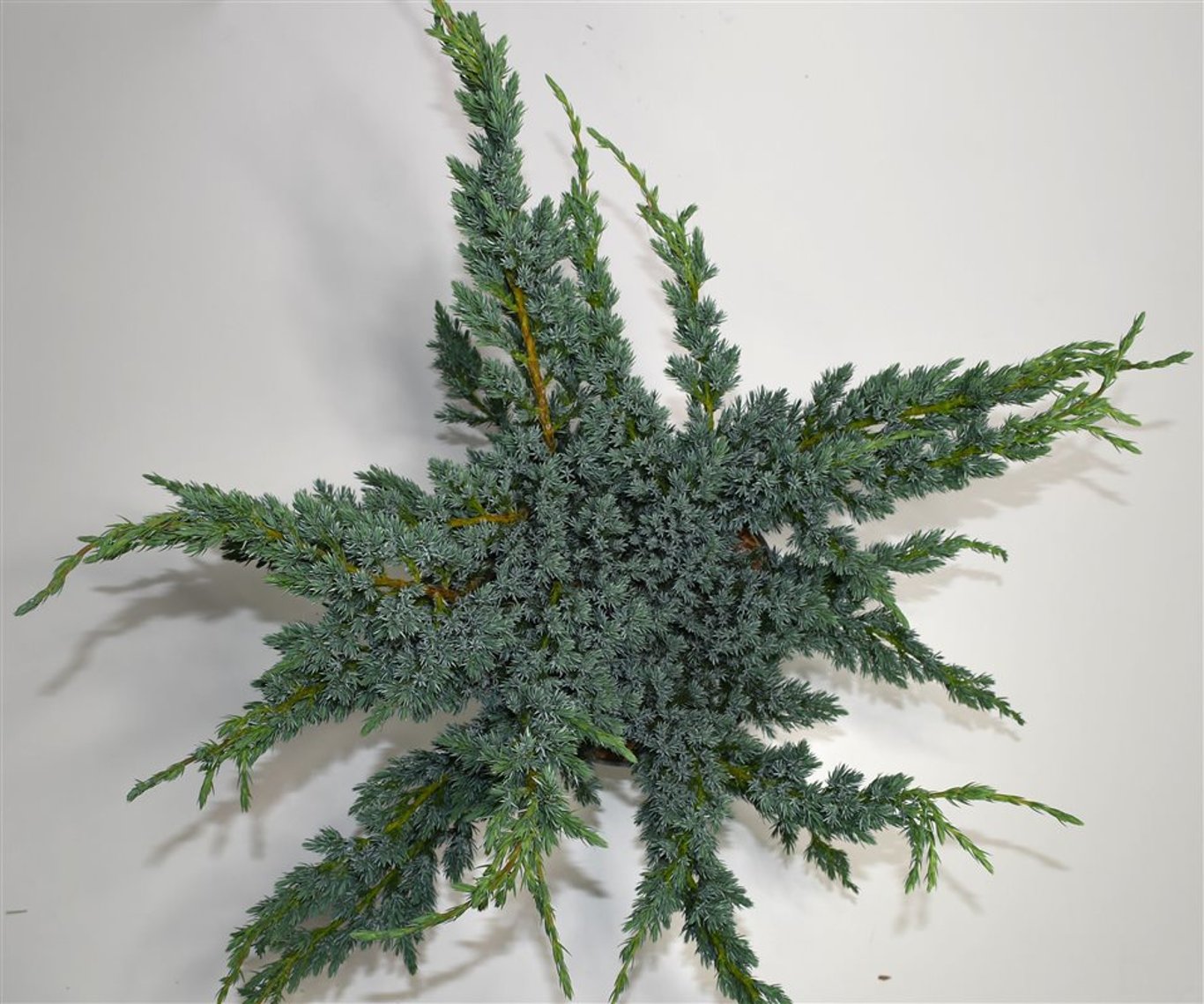 Himalaya-en – Juniperus squamata &
