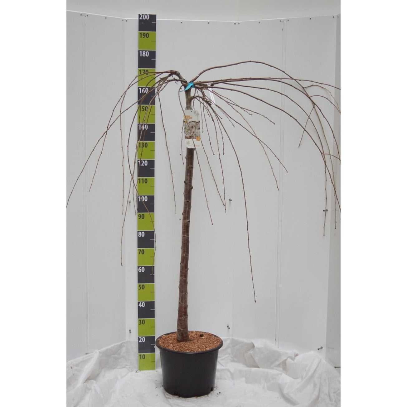 Yoshinokörsbär – Prunus yedoensis 'Ivensii' - 120 CM Stem C20