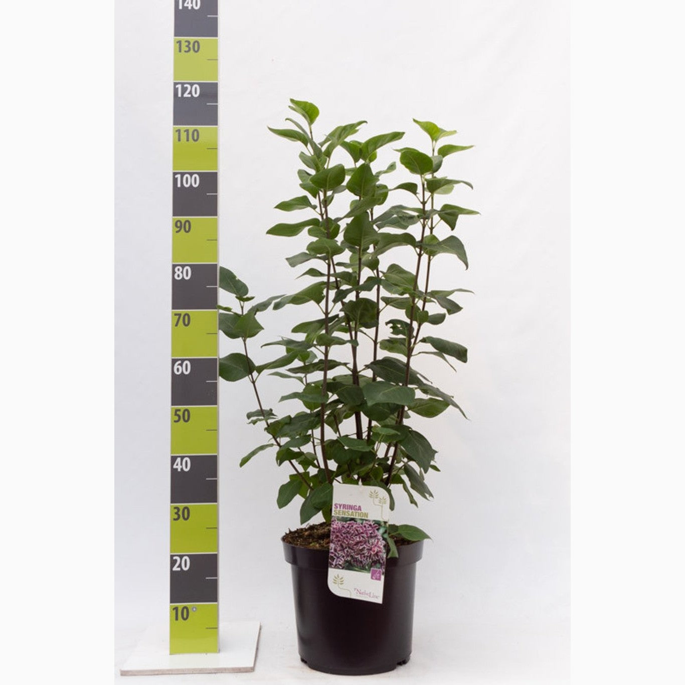 Syren (V); – Syringa vulgaris 'Sensation' - C12 80-100 CM