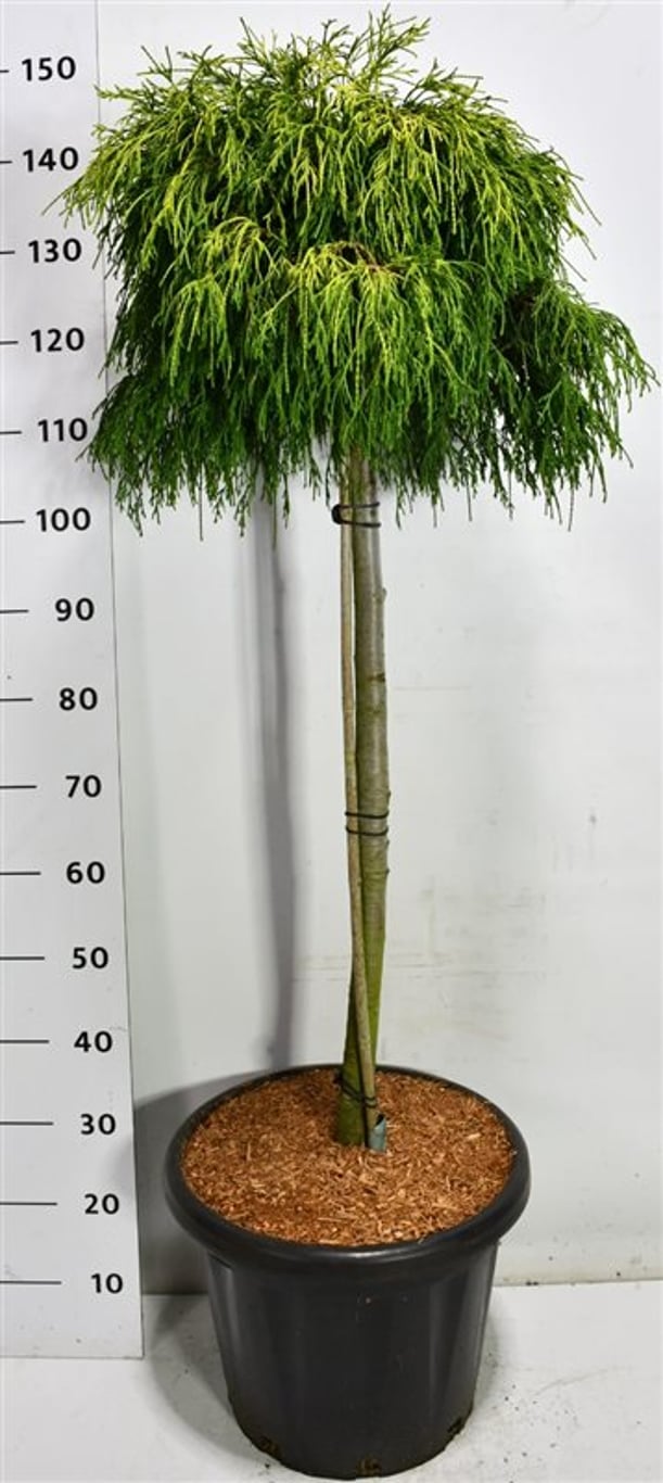 Ädelcypress – Chamaecyparis pisifera &