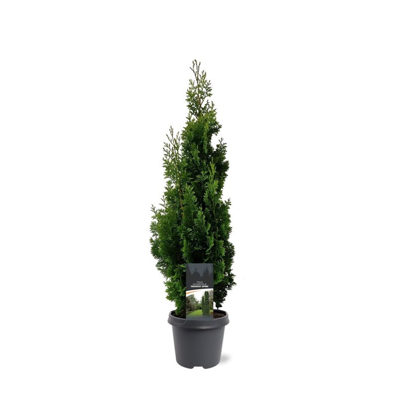 Thuja – Thuja occidentalis 'Degroot's Spire' - C5 50-60 CM