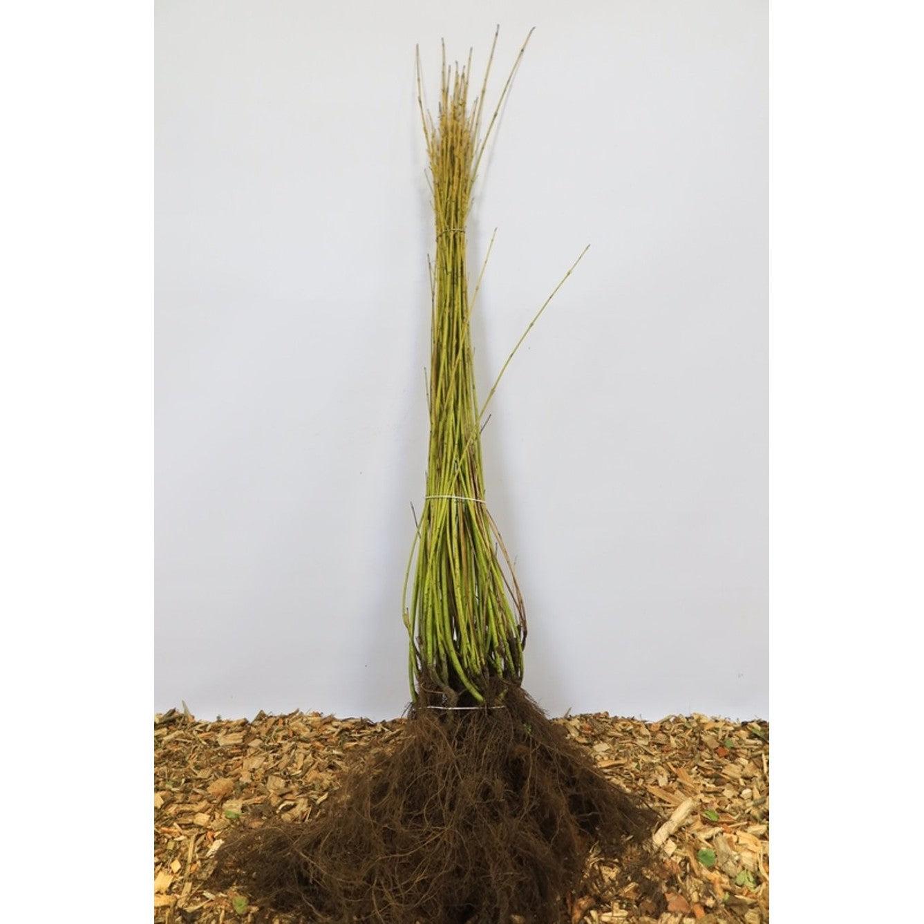 Kornell – Cornus sericea 'Flaviramea' - 60-100 CM bare root 0/2   5-7 branche