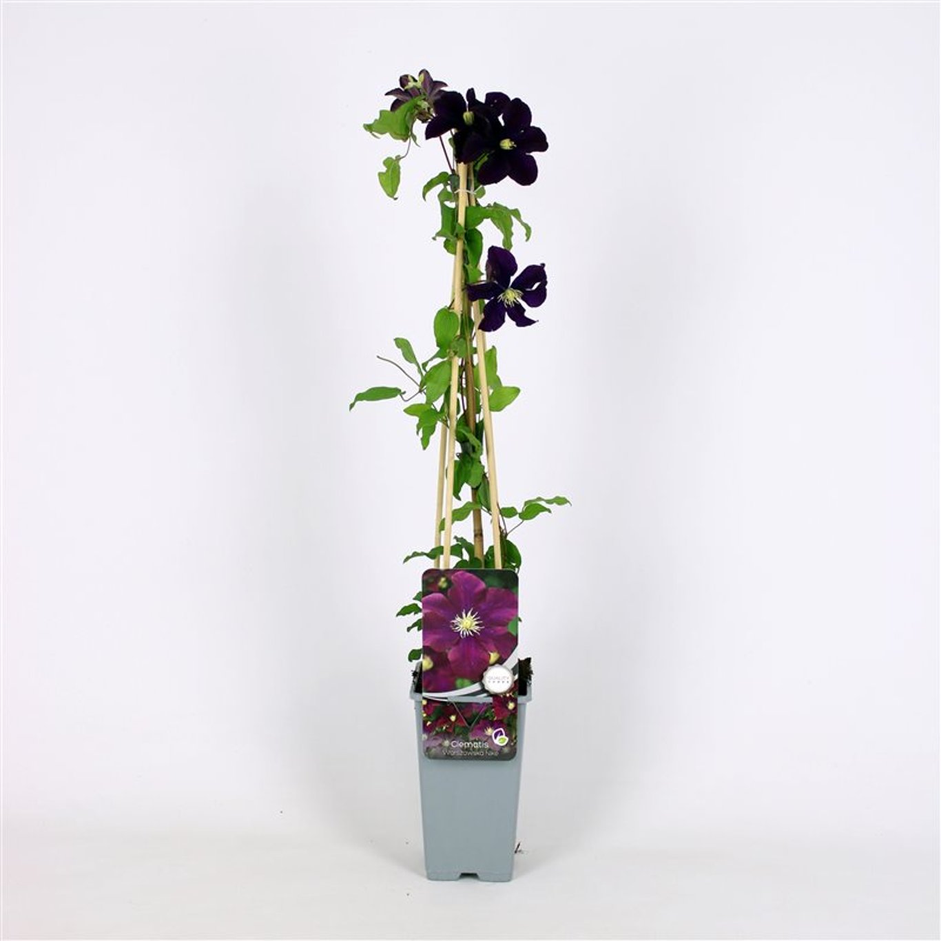 Klematis – Clematis 'Warszawska Nike' - C2 70/+ CM