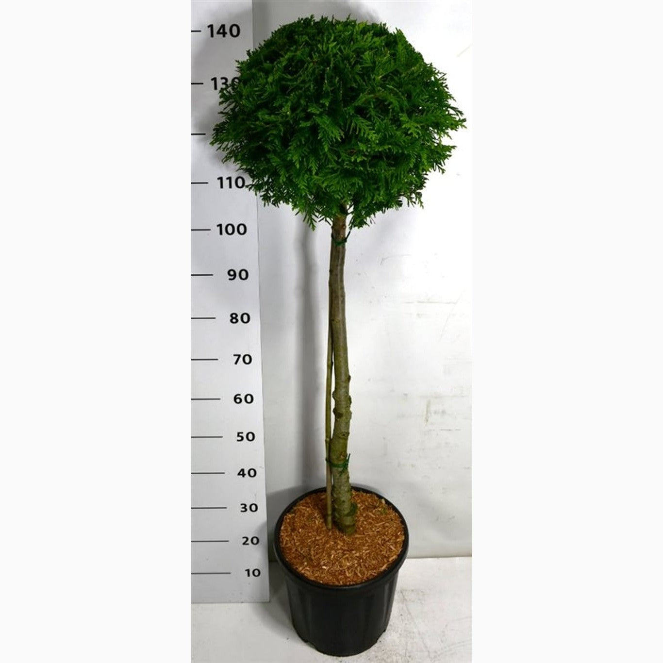 Thuja – Thuja occidentalis 'Brabant' - 80 CM Stem C20