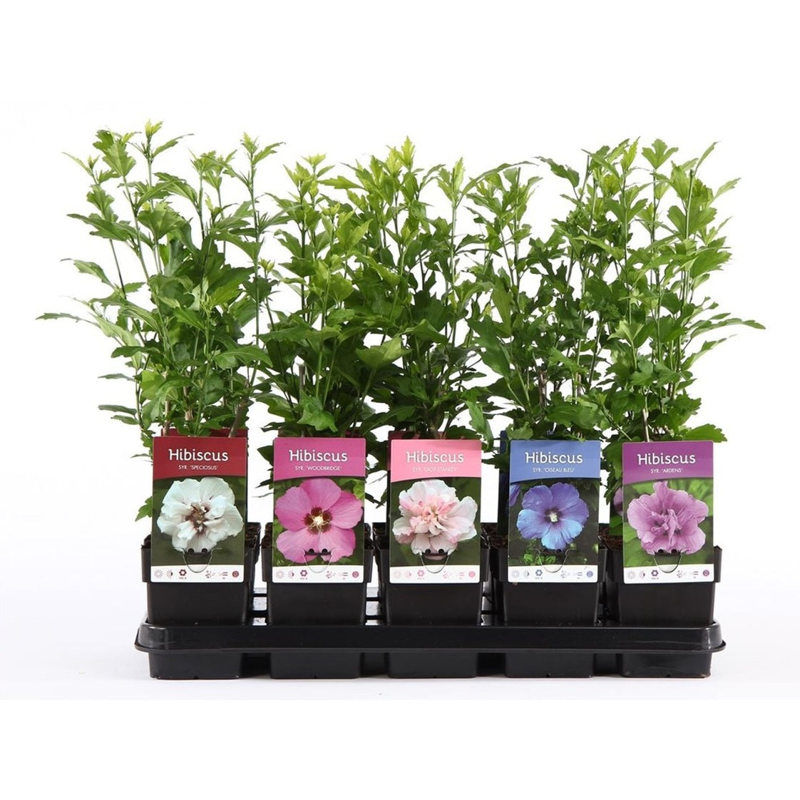 Hibiskus – Hibiscus syriacus Mix - C1