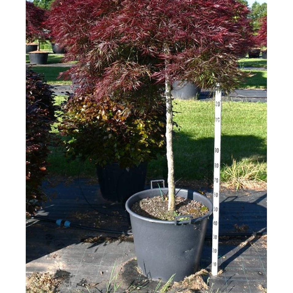 Japansk lönn – Acer palmatum 'Stella Rossa' - C90 100-120 cm. Stam