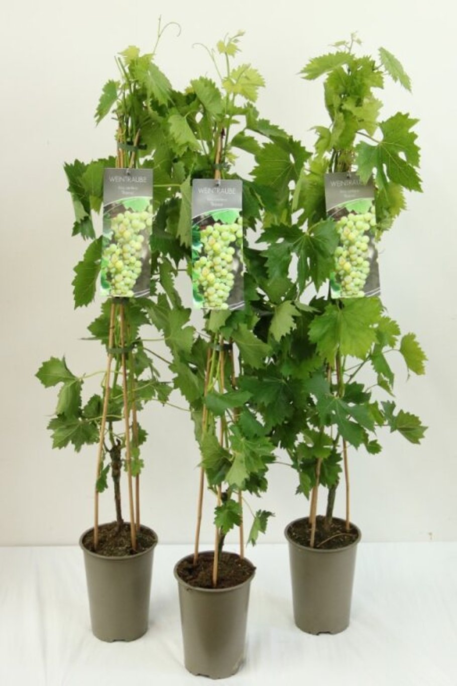 Vinranka – Vitis 'Bianca' - C3 80-100 CM Stick