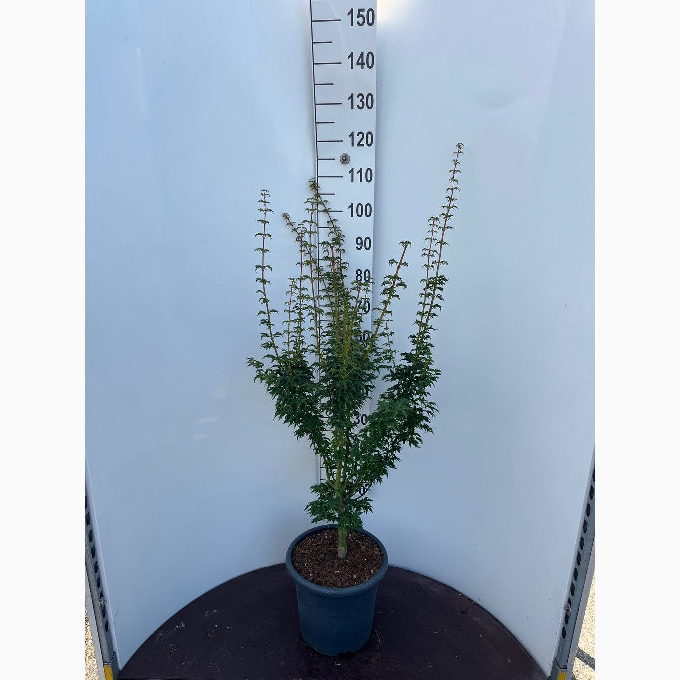 Japansk lönn – Acer pal. 'Shishigashira' - C15 80-100 CM