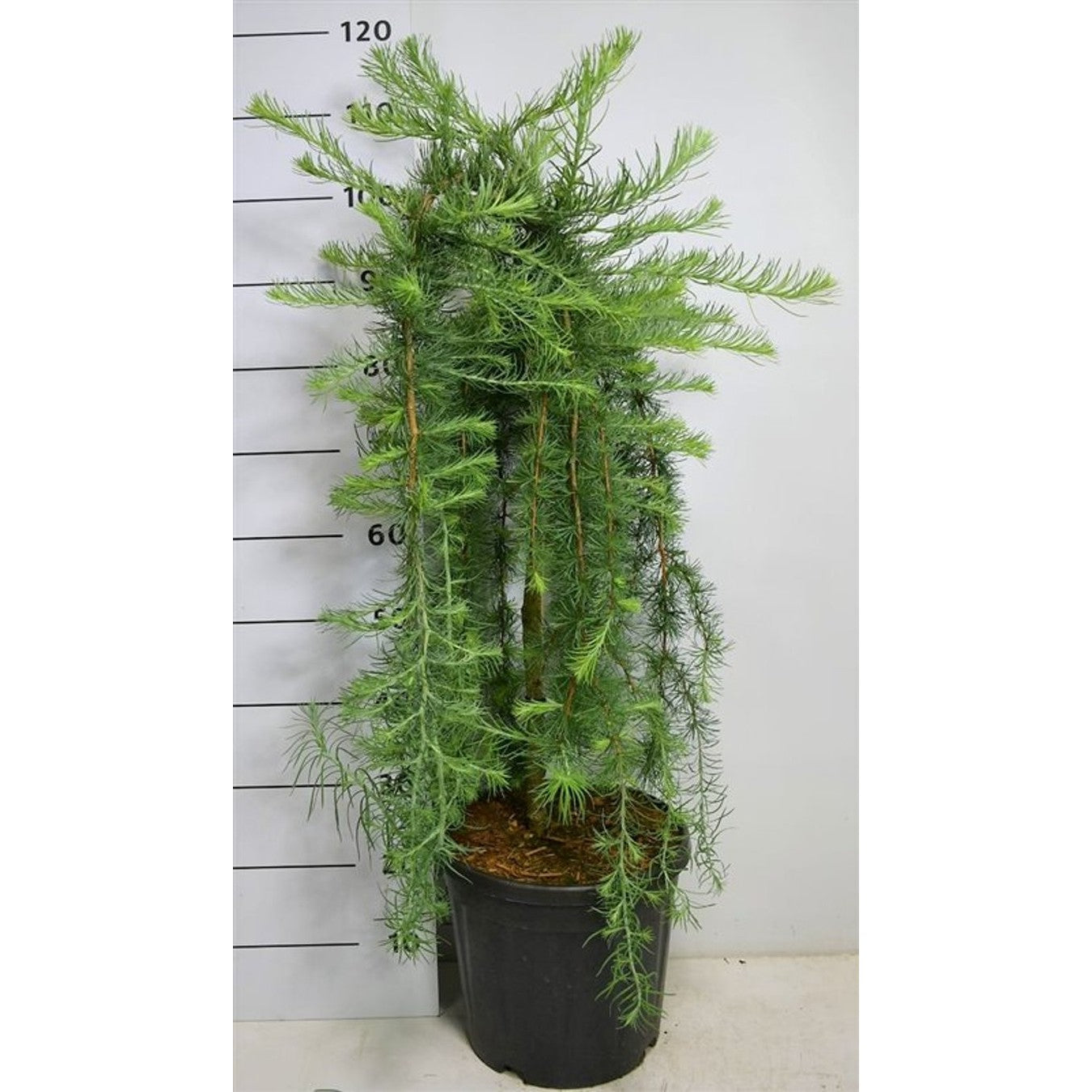 Japansk lärk – Larix kaempferi 'Stiff Weeper' - 60 CM Stem C12