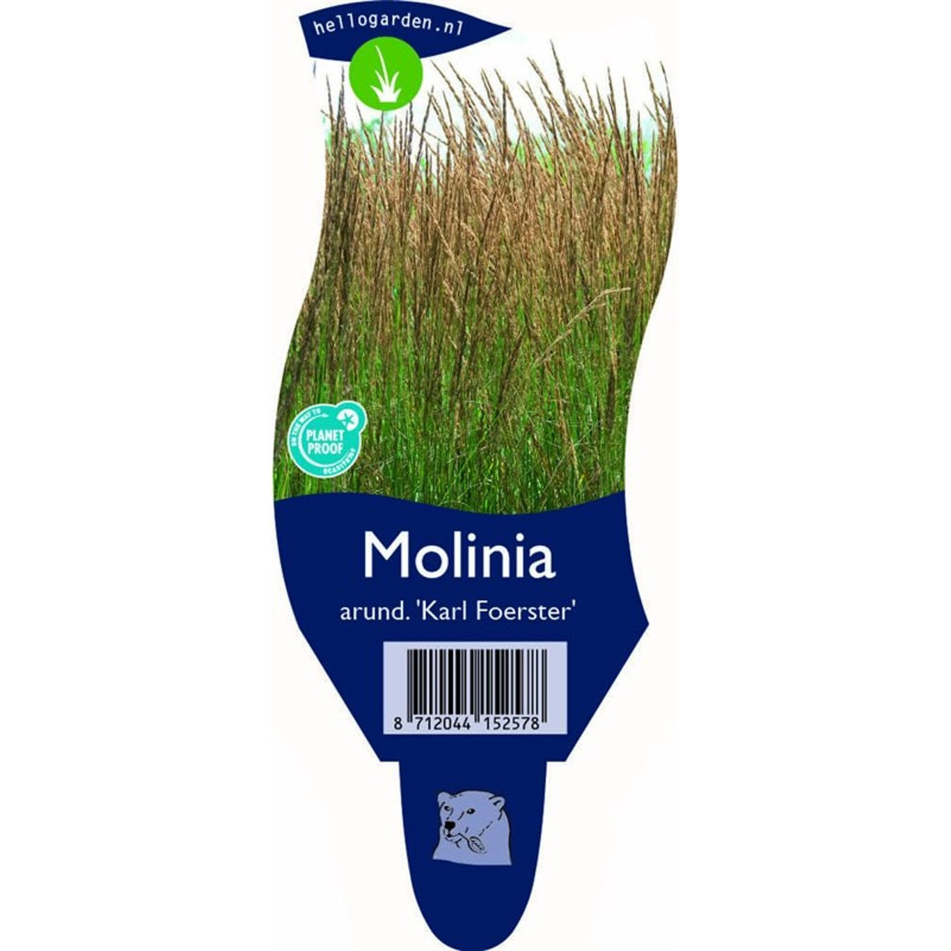 Jättetåtel – Molinia arundinacea 'Karl Foerster' - P11