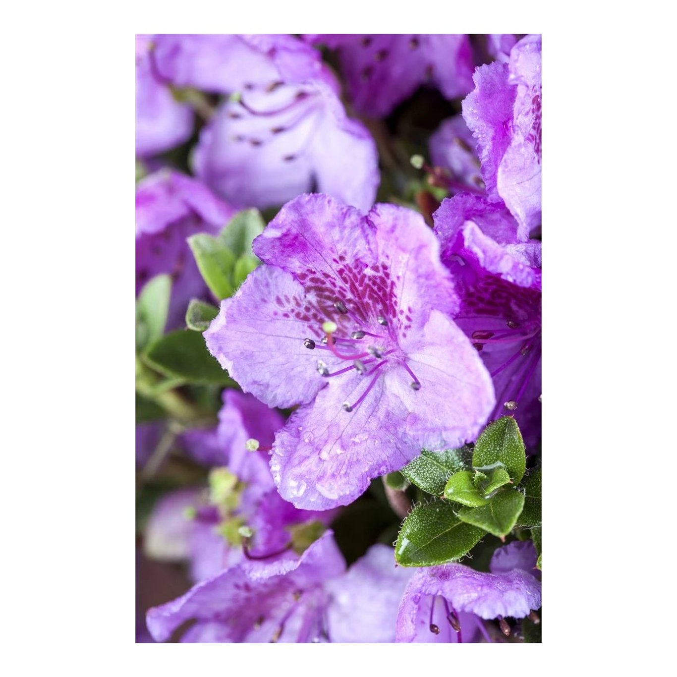 Rhododendron – Rhododendron calostrotum keleticum - C2 20-25 CM