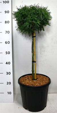 Västra vit­tall – Pinus strobus 'Green Curls' - C13 40 cm. Stam