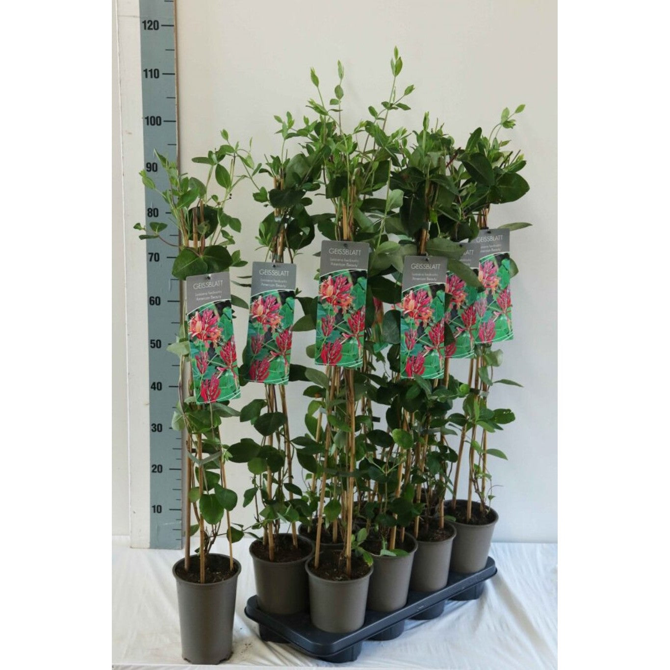 Kaprifol – Lonicera heckrottii 'American Beauty' - C2 60-80 CM Stick