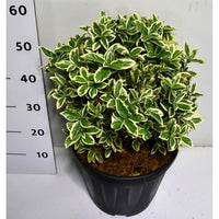 Japansk benved – Euonymus japonicus 'Bravo' - C15 30-40 cm. Bol