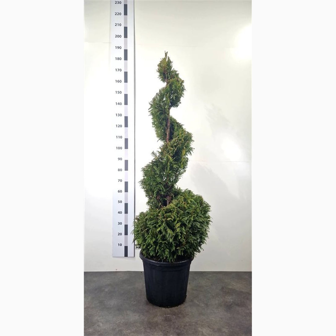Thuja – Thuja plicata &