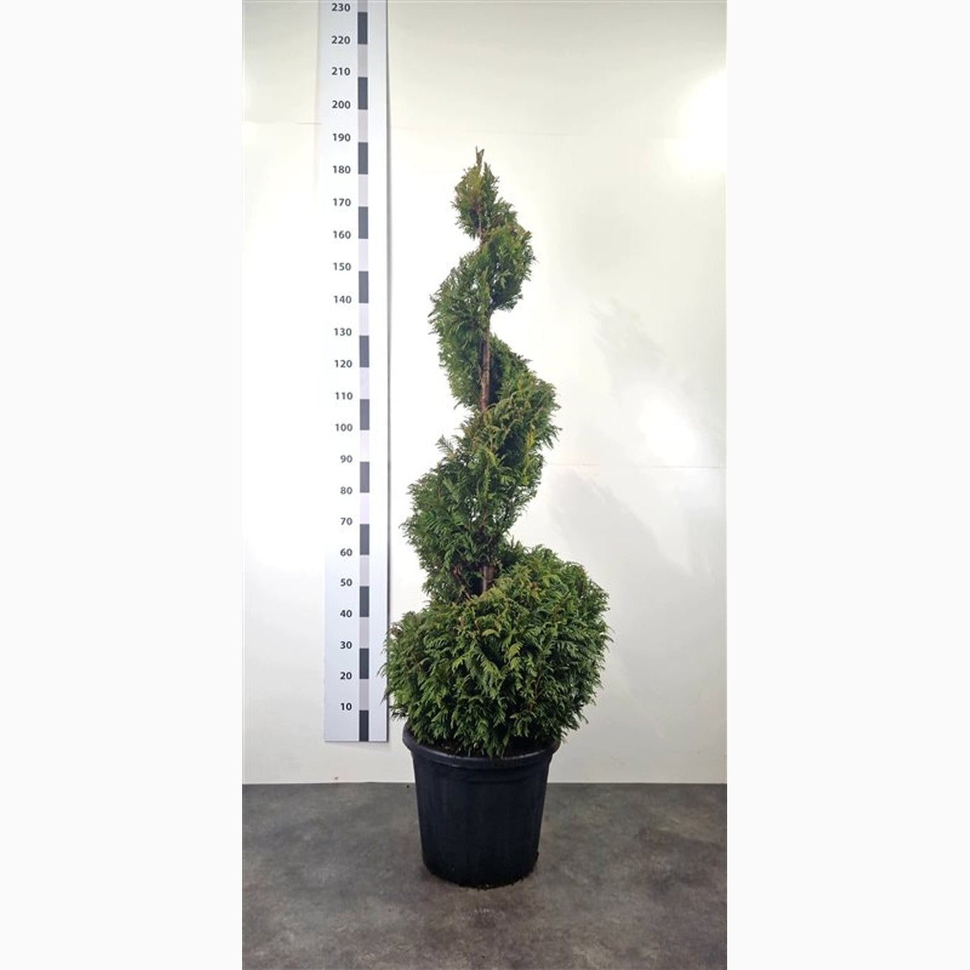 Thuja – Thuja plicata 'Martin' - 140-160 CM Spiral Cont.