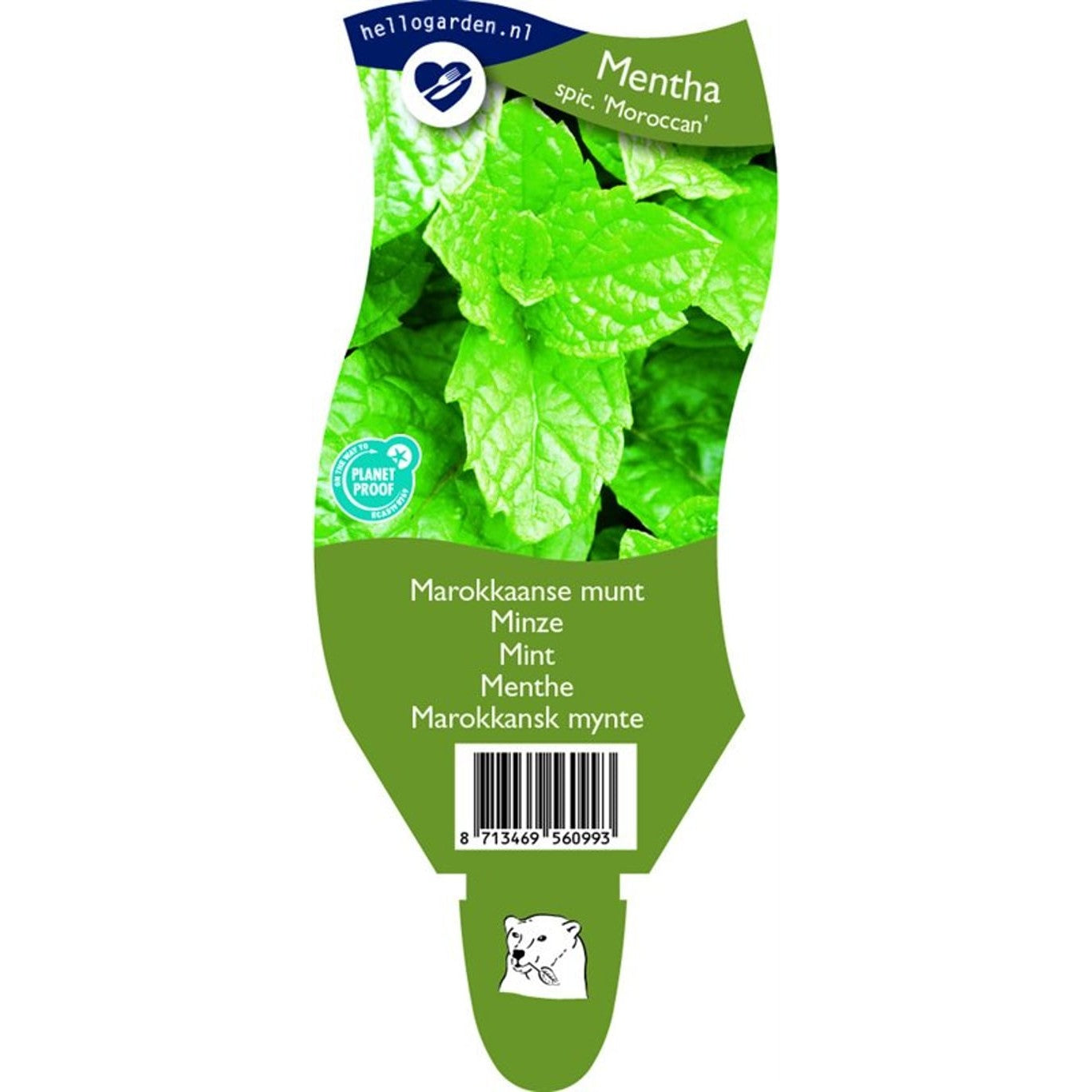 Grönmynta – Mentha spicata 'Moroccan' - P11