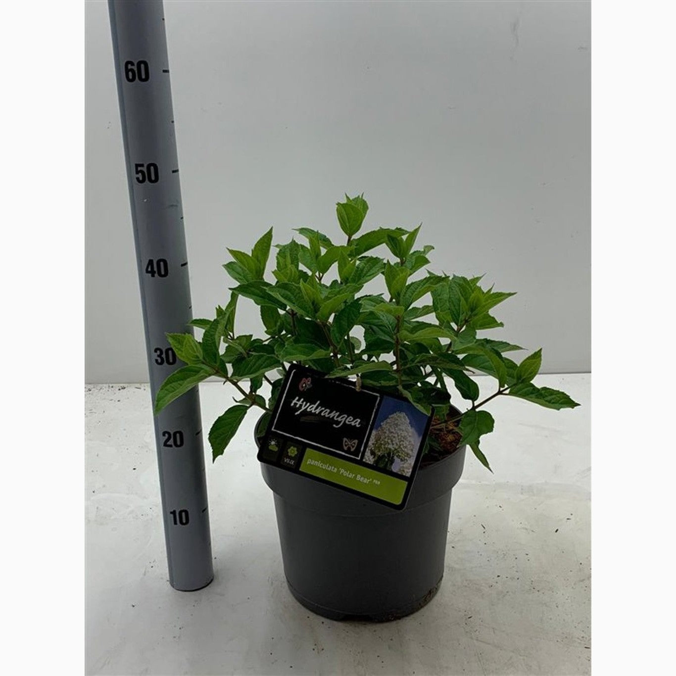 Syrenhortensia – Hydrangea paniculata 'Polar Bear' - C7,5