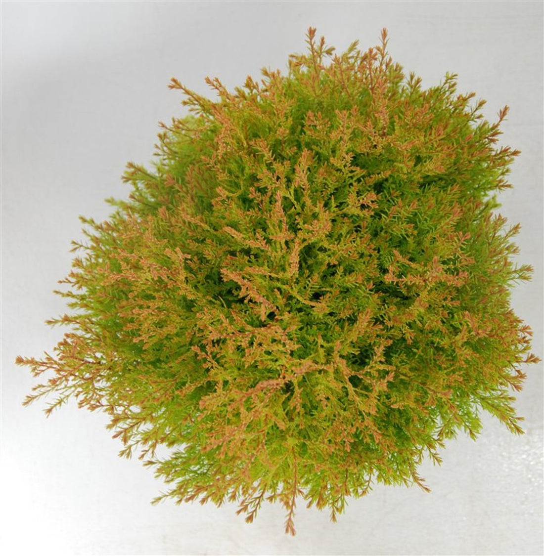 Thuja – Thuja occidentalis &