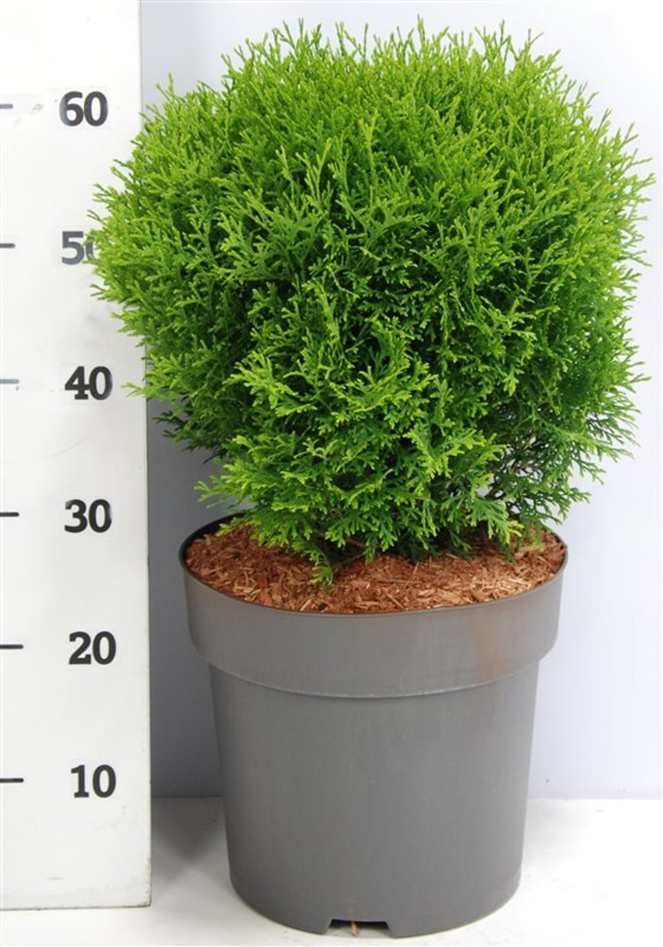 Thuja – Thuja occidentalis 'Little Giant' - C12 50-60 cm.