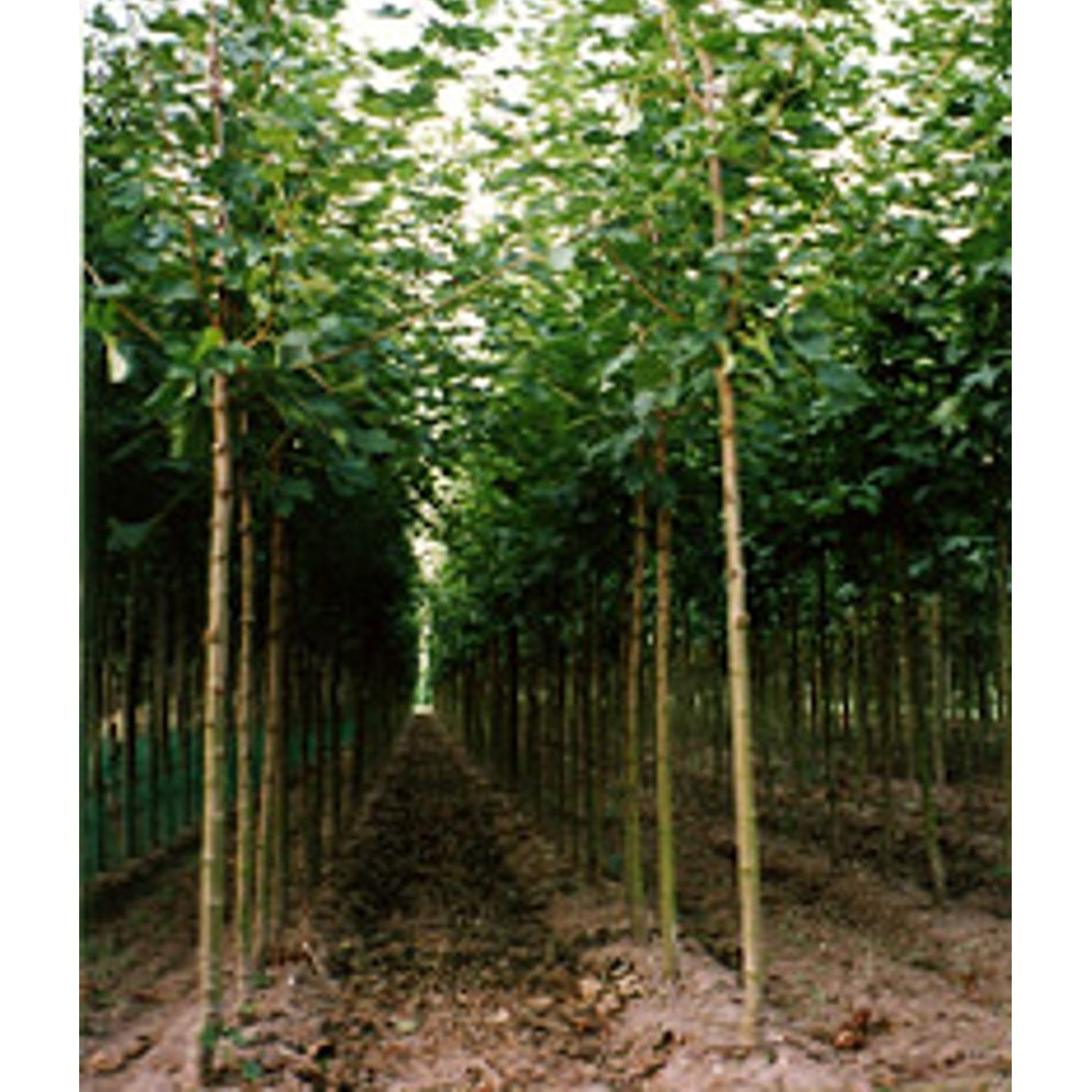 Skogslönn – Acer plat. 'Farlake's Green' - 10/12 RB