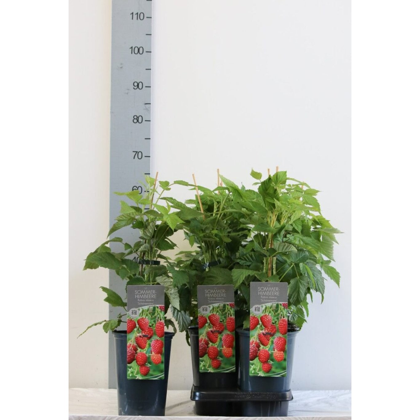 Hallon – Rubus idaeus 'Schönemann' - C3 40-60 CM