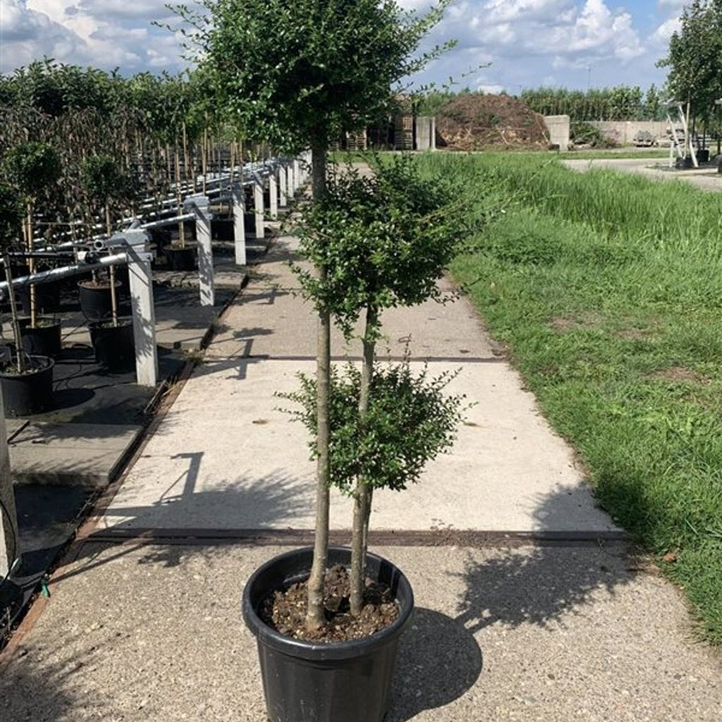 Liguster – Ligustrum delavayanum - 120 CM Stem C25
