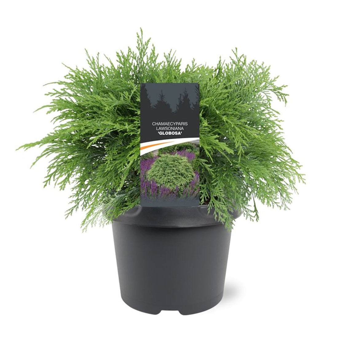 Ädelcypress – Chamaecyparis lawsoniana &